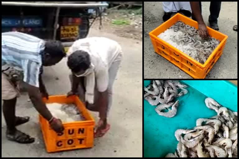 old fish was seized news  trivandrum latest news  തിരുവനന്തപുരം വാര്‍ത്തകള്‍  പഴകിയ മത്സ്യം പിടിച്ചെടുത്തു