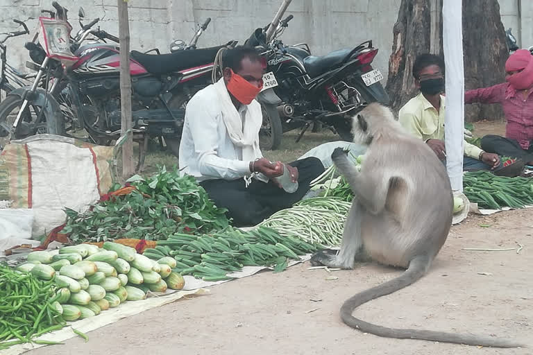 Police team saves monkeys life in Bilaspur