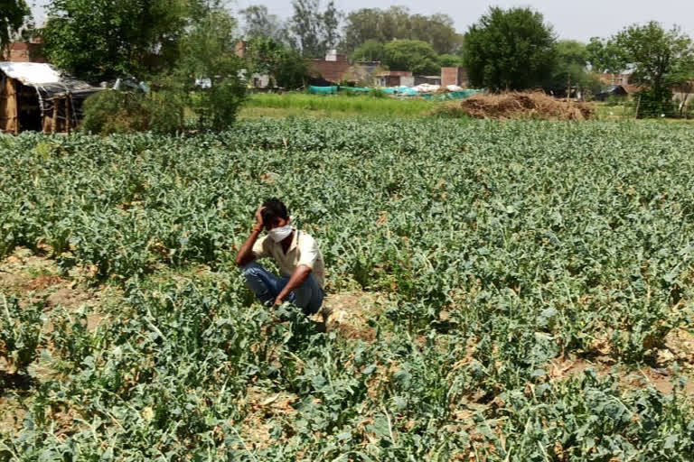 Hailstorms destroyed farmers' crops in noida sector 80 kakrala village