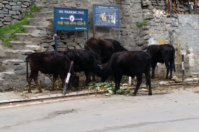 stray animals in kinnaur