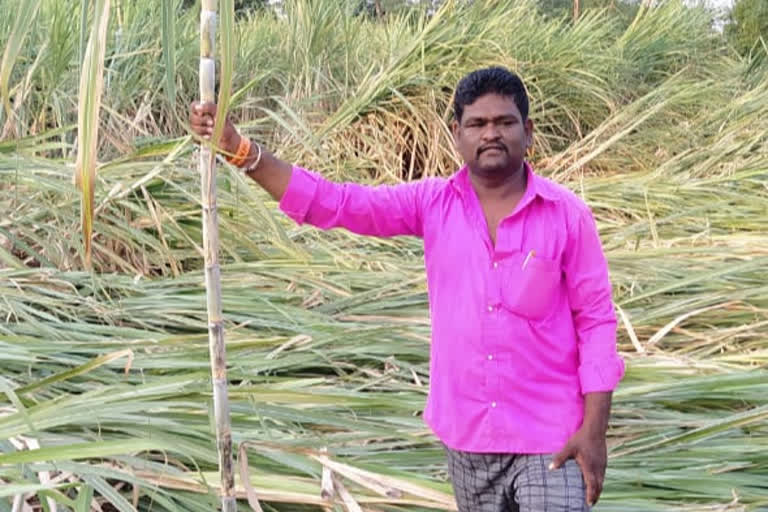 Sugarcane crop Destroy in Nagabenala