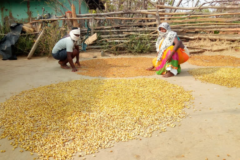 forest produce collection is being done keeping with social distancing in Sukma