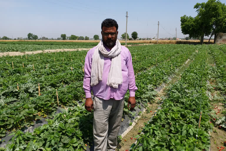 Strawberry cultivators in Delhi are facing economic crises due to lockdown