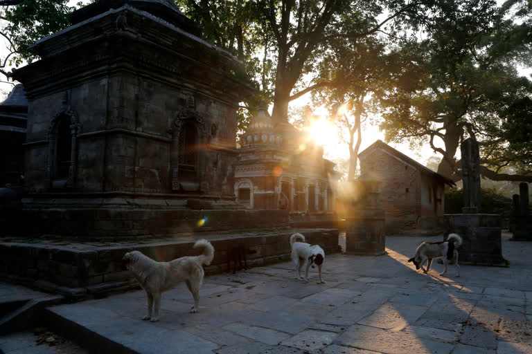 Owners abandon dogs in Turkey  Turkey coronavirus crisis  Leaving pets on the streets  കൊവിഡ് ഭീതി  വളർത്തുമൃഗങ്ങളെ ഉപേക്ഷിക്കുന്നു  തുർക്കി