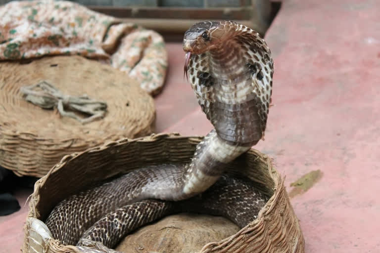 Representative Image of Snake