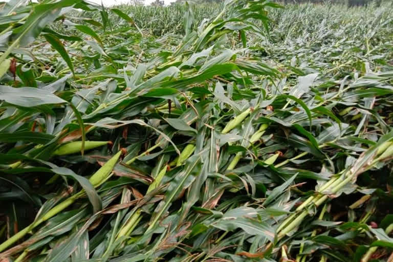 Corn crop wasted due to strong storm and rain, farmers frustrated