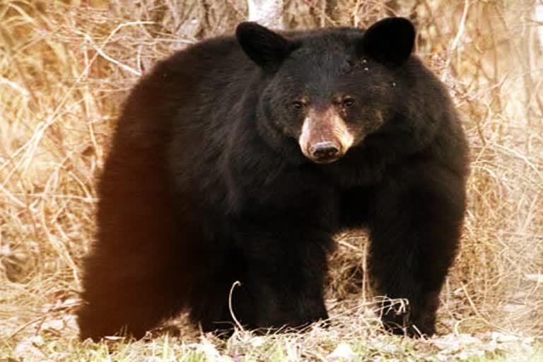 Poachers kill bears