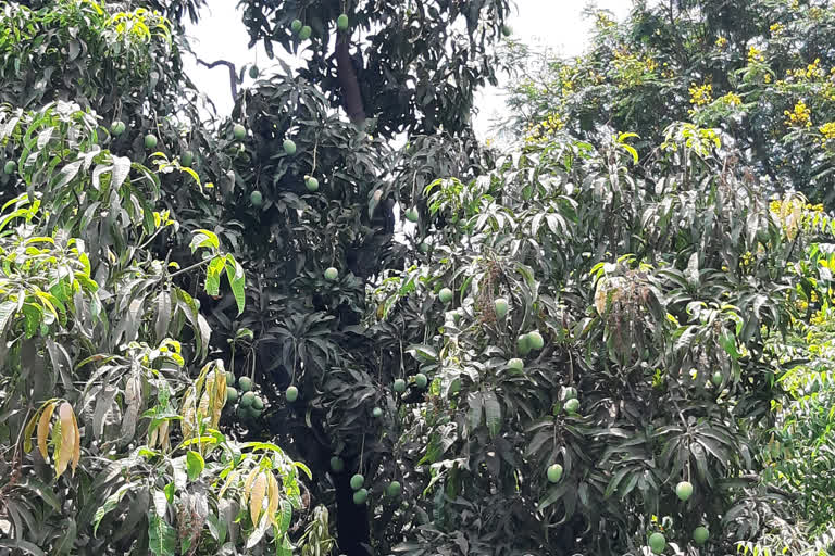 mango Market after Akhterjee