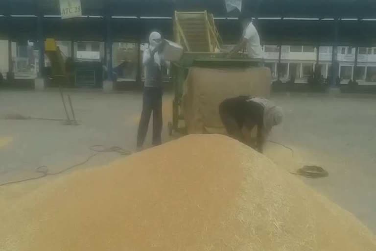 Purchase of wheat started in Panchkula anaj Market