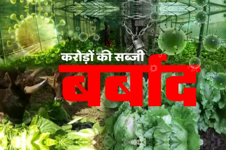 Corona hit on foreign vegetables grown in Himachal, cow eating 200 rupees vegetable