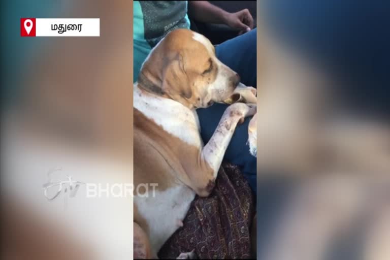 dog saves owner after fighting with venomous snake in madurai