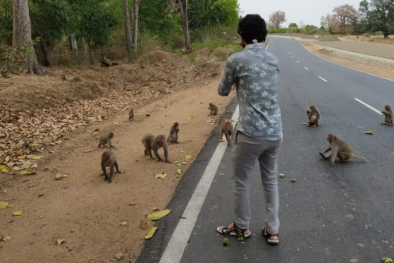 Sukhatwa youth fed hungry monkeys in forest