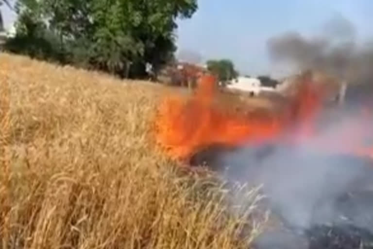 Wheat crop burnt to ashes on 50 bigha land in Rajpura village noida