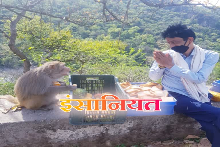 Awake youth feeding hungry monkeys in Kangra