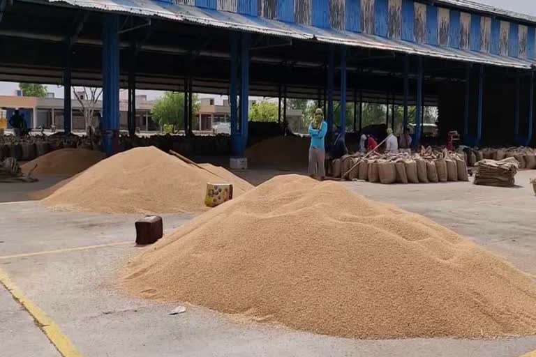 Wheat procurement started in Rohtak