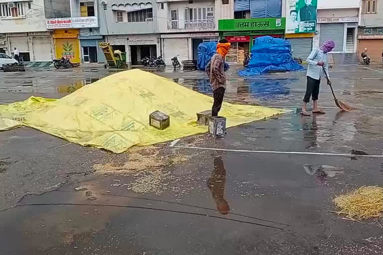 Wheat farmers crop spoiled in Guhla Chika due to rain