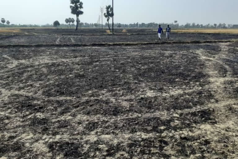 lightning struck 80 acres of crop with dust in kaimur bihar