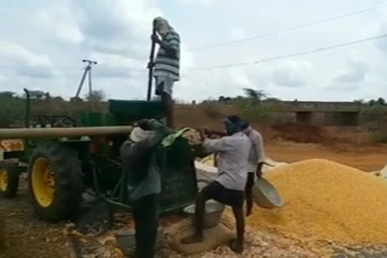 corn farmers difficulties due to jute bags