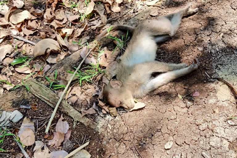 ಅನುಮಾನಸ್ಪದವಾಗಿ ನಾಲ್ಕು ಕೋತಿಗಳ ಸಾವು