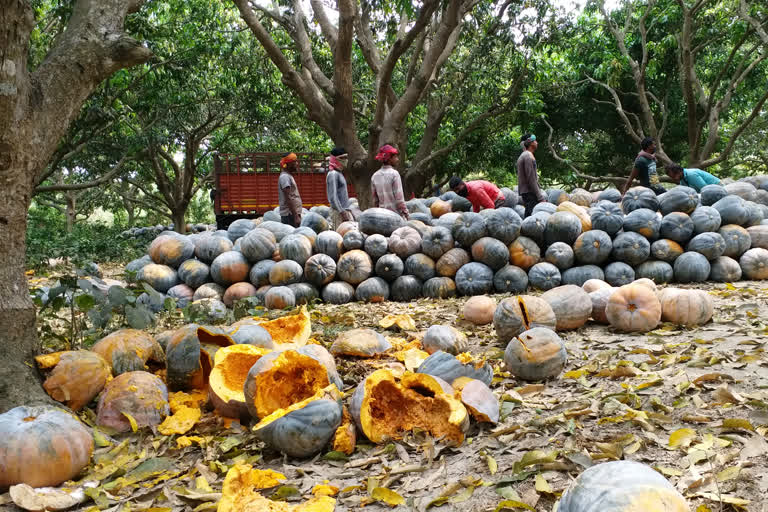 pumpkin-farmers-are-in-loss-due-to-lockdown-in-nadia