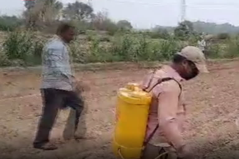 Farmers working in the fields following social distancing