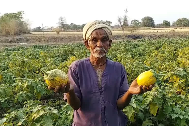 Millions of vegetables rotting in the fields due to lockdown