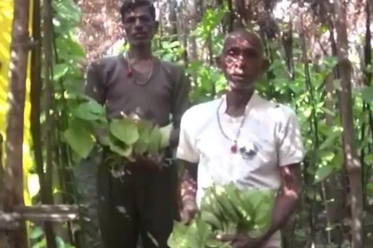 The lockdown broke the farmers of the paan