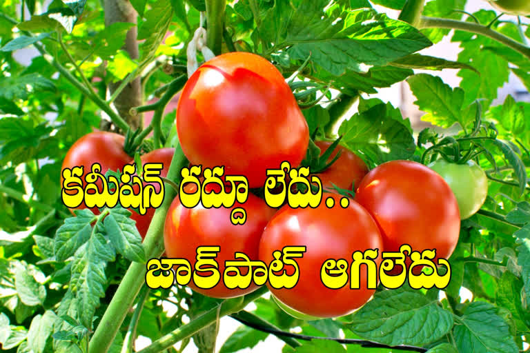 tomatao price low in andhrapradesh