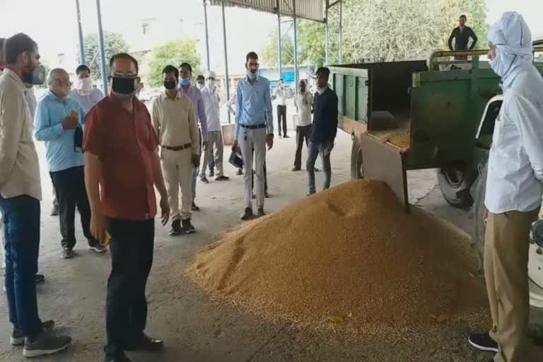 wheat purchaseing started palwal anaj mandi