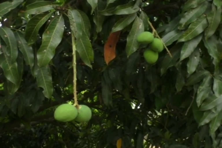Damage to mango crop in Deoghar