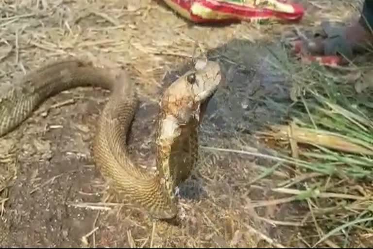 lockdown affects cobras in sangli