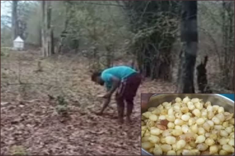 Poor labor daily going to jungle for daily feeding of family