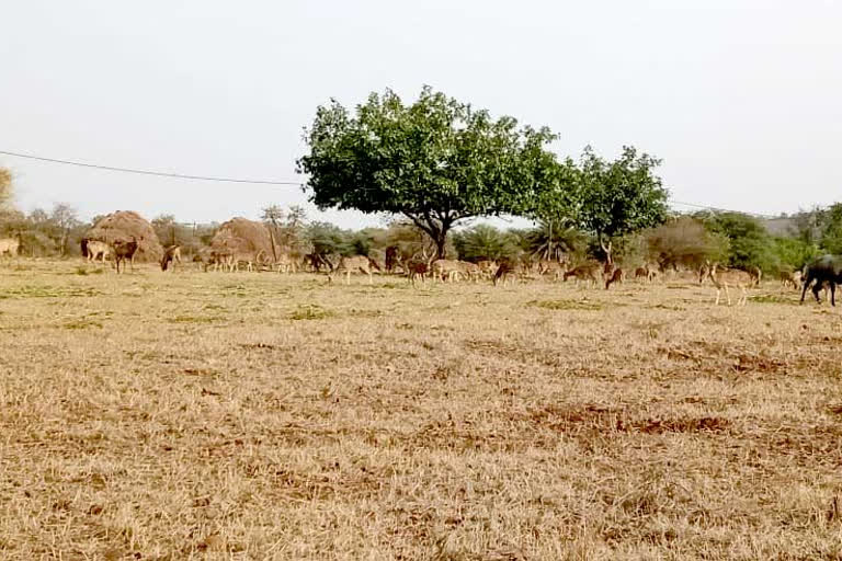 Summer arrangements made for wildlife of Van Vihar  in Bhopal