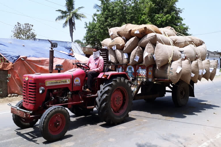 mirchi farmers