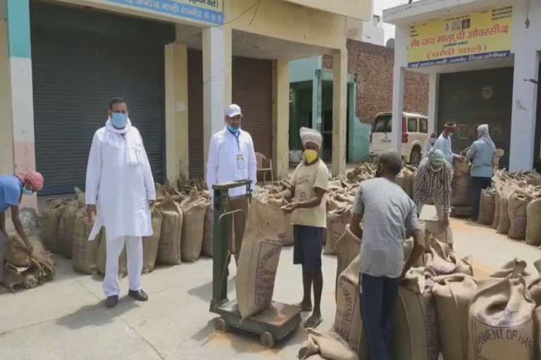 wheat procurement started in ganaur anaj mandi under strict security