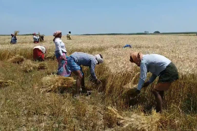 farmer, किसान