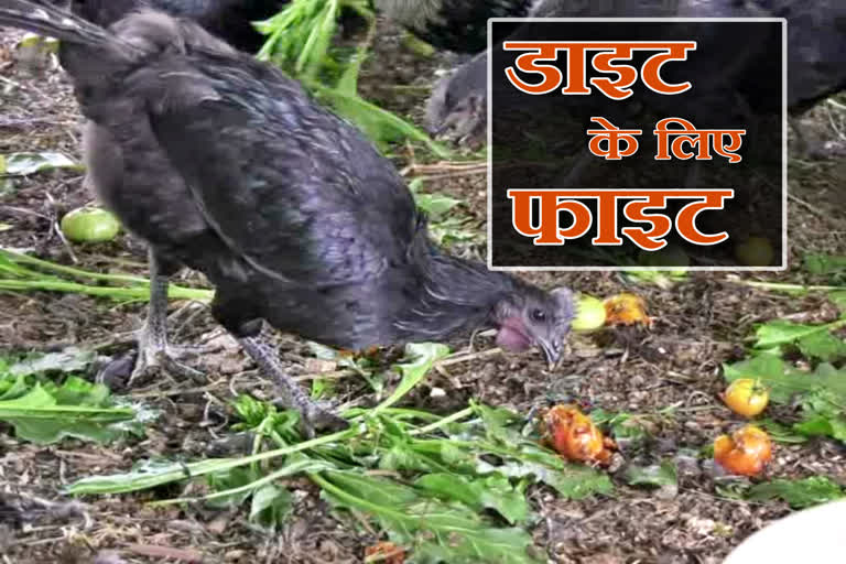 kadaknath chickens diet changed