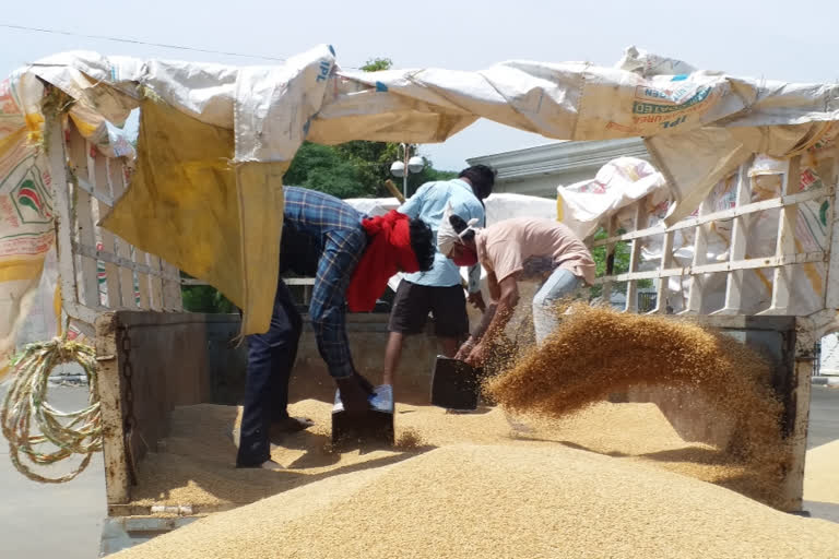 wheat procurement center in sirsa