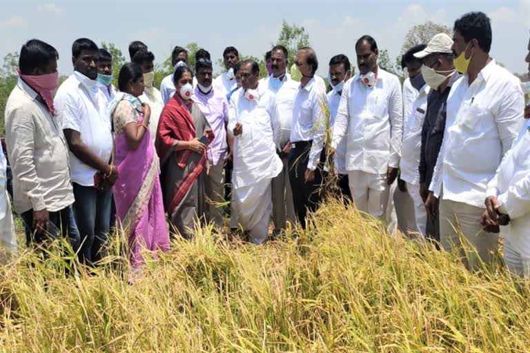 collector dharma reddy examined the crops damaged