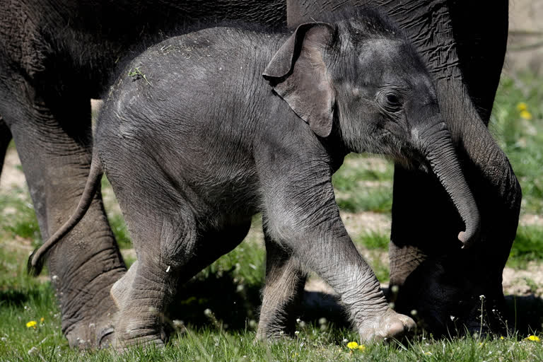 A new born baby Asian elephant walks in its enclosure at the Prague Zoo, Czech Republic, on Tuesday.