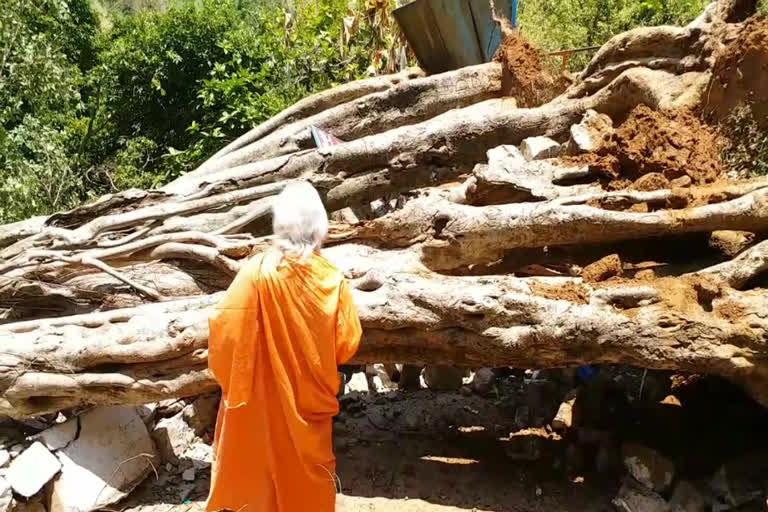 A tree that fell down in the rain winds at srisailam temple near paladhara, panchadhara in kurnool