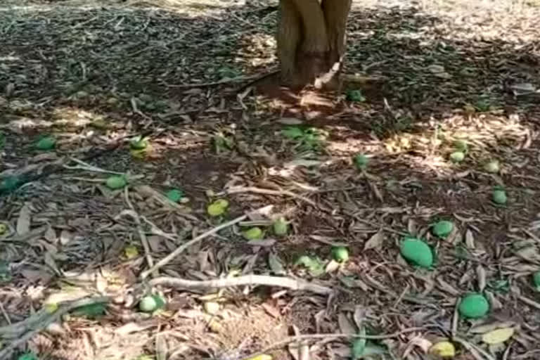 huge damage to the mango crop by the unexpected rain in siddipet district