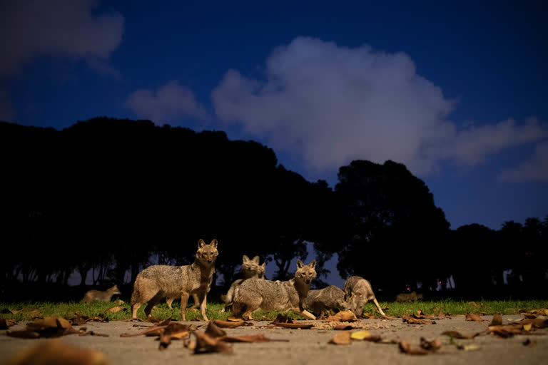 A pack of jackals eats dog food that was left for them by a woman at Hayarkon Park in Tel Aviv, Israel.