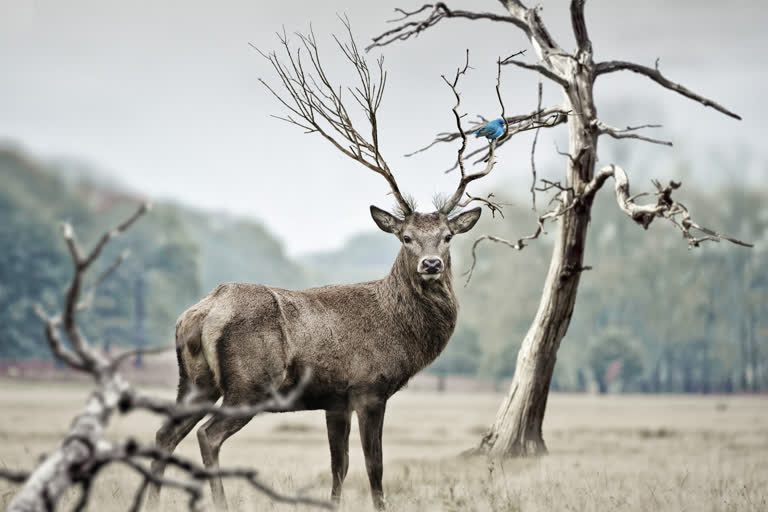 Wildlife reclaims nature reserve