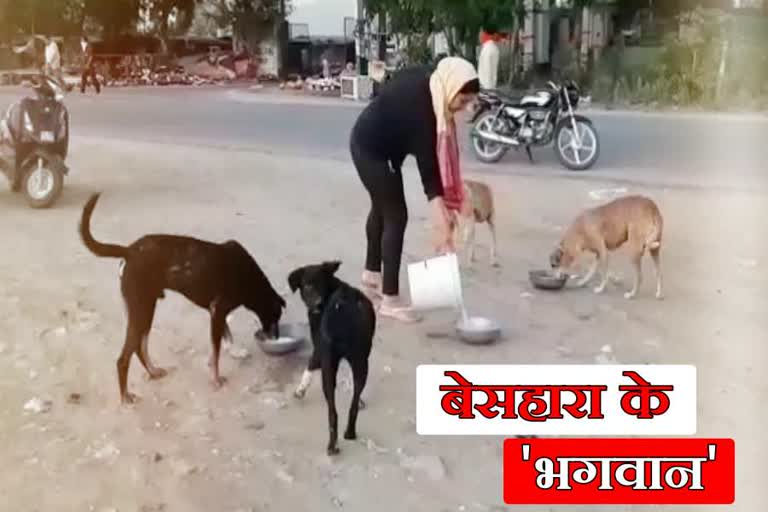 food for Stray dog in rewari