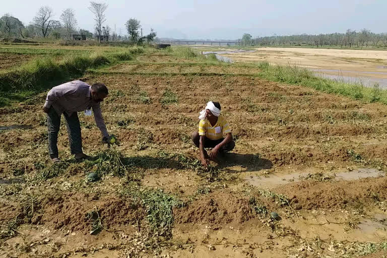 फसलों को भारी नुकसान