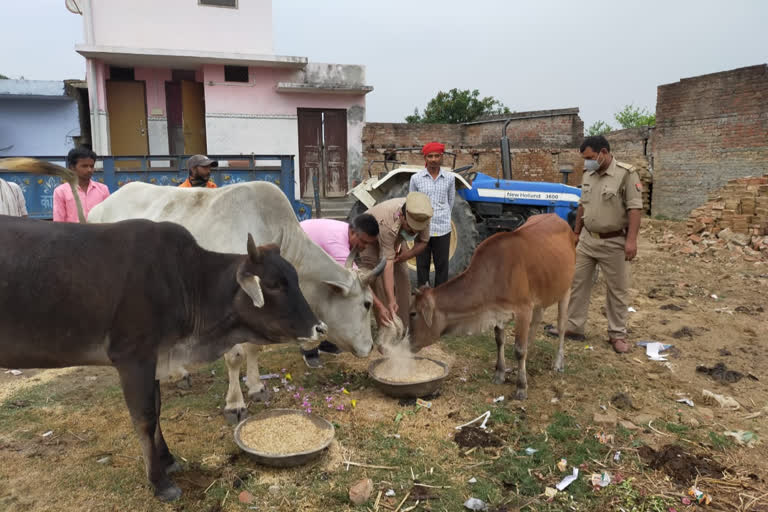 थानाध्यक्ष ने मवेशियों को खिलाया चारा