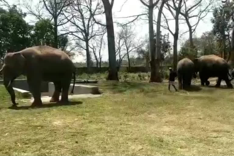 isolation wards have been made for elephants