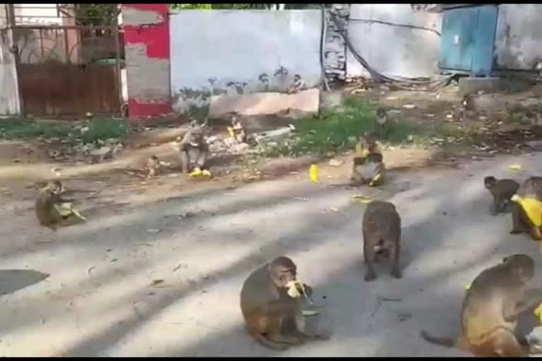 relationship between Ghaziabad monkey and  sadhu became president during the lockdown