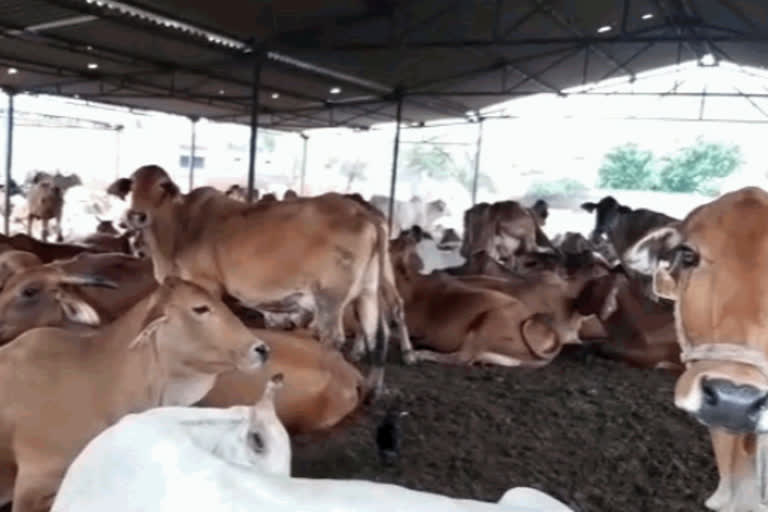 Three lakh animals will be vaccinated in Bhiwani